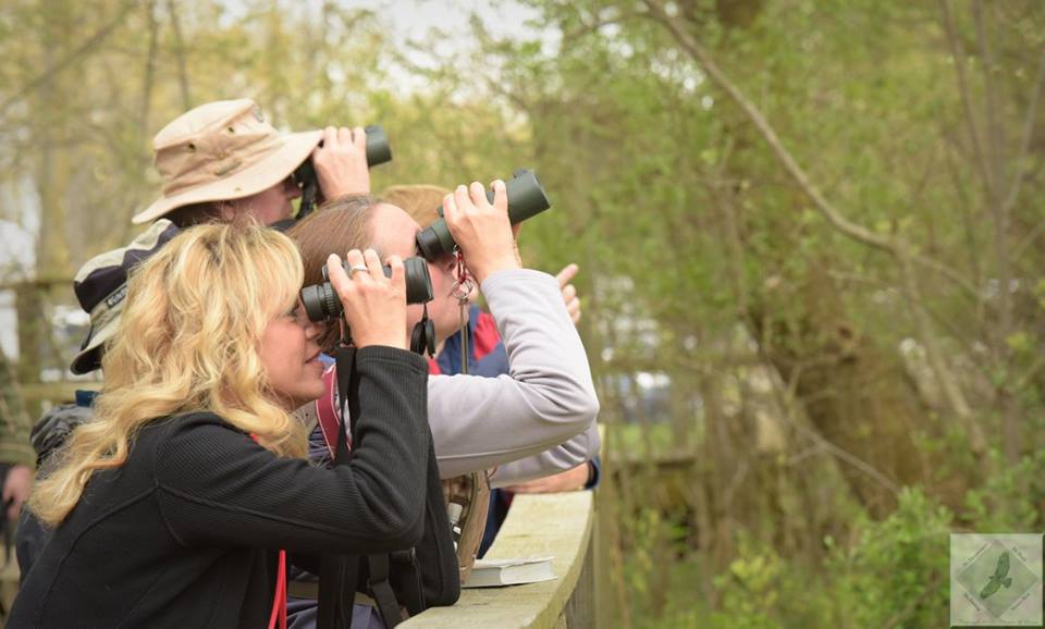 2016 PHOTO GALLERY - Black Swamp Bird Observatory Brings You... The ...